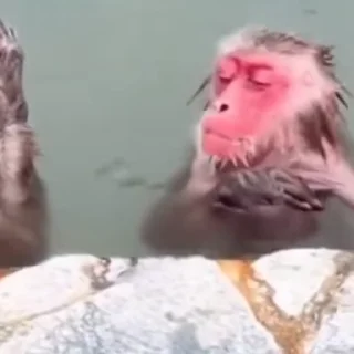 Video sticker 🌟 voorhees :: @fStikBot