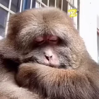 Video sticker 🐒 voorhees :: @fStikBot