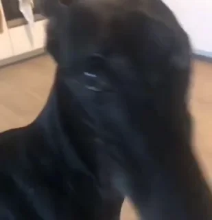 Video sticker 🤨 voorhees :: @fStikBot