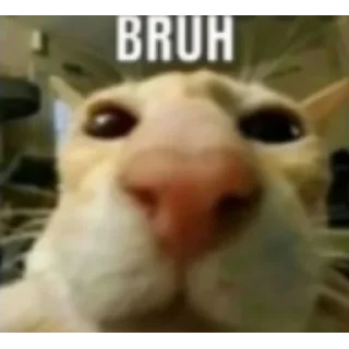 Video sticker 🙄 леон бравл старс пол это лава кобяков