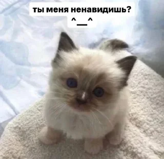 Video sticker 🥺 ліра бретанская • @anteisdinun :: @fStikBot