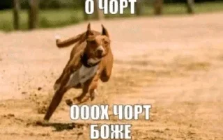Video sticker 🌟 люкапак
