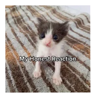 Video sticker 🐱 люкапак