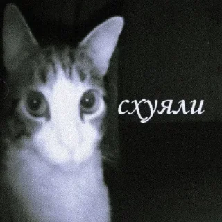 Telegram sticker 🌟 люкапак