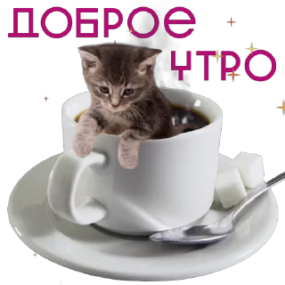 Video sticker 😊 Дешевый впн👉🏻 @cebvpn_bot