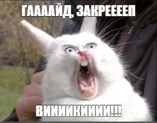 Video sticker 😠 Увожу Кроликов @takemyrabbits