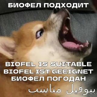 Telegram sticker 🤬 Увожу Кроликов @takemyrabbits