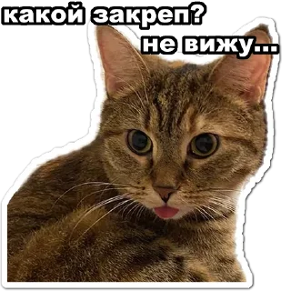 Telegram sticker 😛 Увожу Кроликов @takemyrabbits