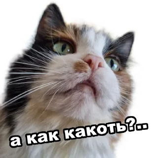Video sticker 🧐 Увожу Кроликов @takemyrabbits