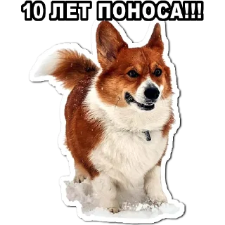 Telegram sticker 😤 Увожу Кроликов @takemyrabbits