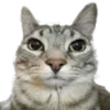 Video sticker 😐 twitchemotes