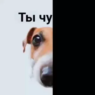 Video sticker 🖕 Не ламай мне яйца :: @fStikBot