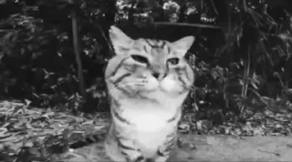 Video sticker 😭 Не ламай мне яйца :: @fStikBot