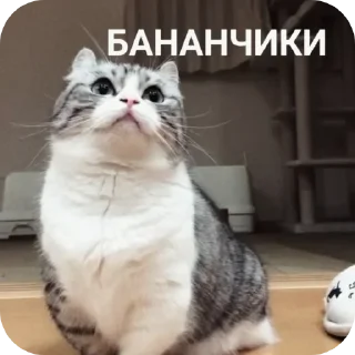 Telegram sticker 🐱 I hope you explode^^