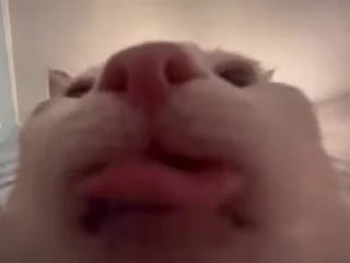 Video sticker ❤️ پک سپهره گوه میخوری میدیش