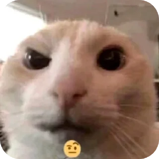 Video sticker 🐱 @HASSAN517