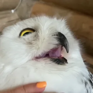 Video sticker 🦉 Больше стиков тут: @stikery4