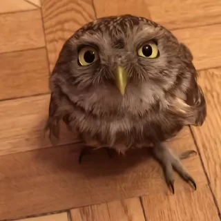 Video sticker 🦉 Больше стиков тут: @stikery4