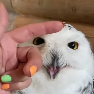 Video sticker 🦉 Больше стиков тут: @stikery4