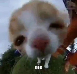 Sticker 🤨 miciotti