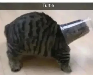 Telegram sticker 🐢 miciotti