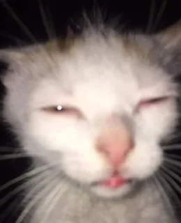 Video sticker 😑 miciotti