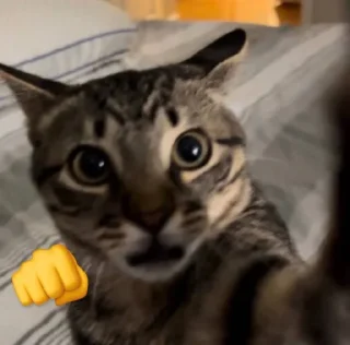 Telegram sticker 👊 miciotti