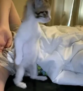 Telegram sticker 🚶 miciotti