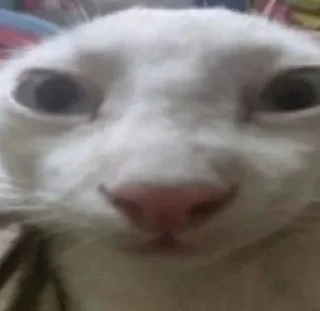 Telegram sticker 😐 miciotti