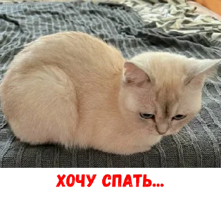 Video sticker 💤 Создано в @StickerEdit_bot