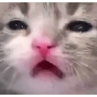 Video sticker 🤨 Stickers God