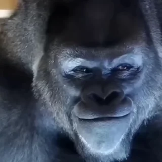 Video sticker 🦍 Almighty Pussy👁️👄👁️