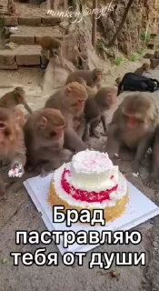Video sticker 🎂 маи бибязяначки 1 @Packek