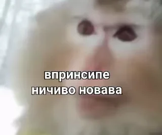 Video sticker 🙈 маи бибязяначки 1 @Packek
