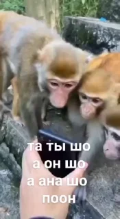 Video sticker 📱 маи бибязяначки 1 @Packek