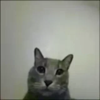 Video sticker 😡 fd cats ^^ :: @fStikBot