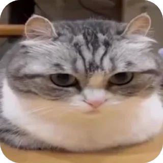 Sticker 👍 Коллекция вкусных стикеров