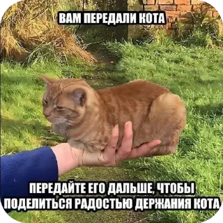Video sticker 🐱 Коллекция вкусных стикеров