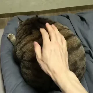 Video sticker ❤ Коллекция вкусных стикеров