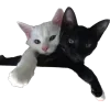 Video sticker 🖤 bang ➜ @emoji1
