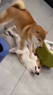 Video sticker 😢 @meehtii