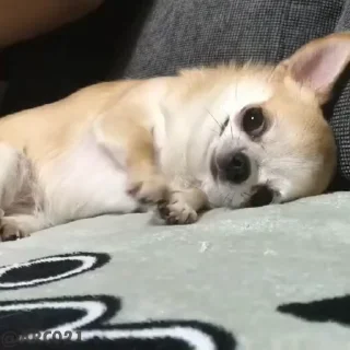 Video sticker ☺️ @meehtii