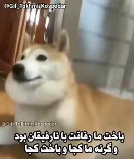 Video sticker 🎈 @meehtii