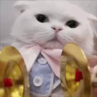 Video sticker 🌟 短信电话轰炸｜表情包 @xiatianddeye