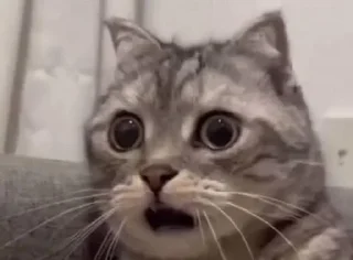 Video sticker 😀 A