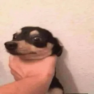 Video sticker 🐕 A