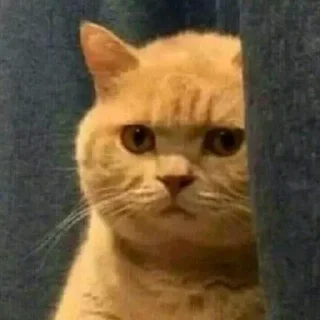 Video sticker 😵‍💫 A