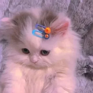 Video sticker 😞 - ᗷY @ahMshY 𓉮 . Funny Animals