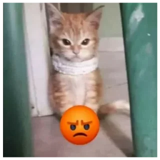 Video sticker 😡 - ᗷY @ahMshY 𓉮 . Funny Animals
