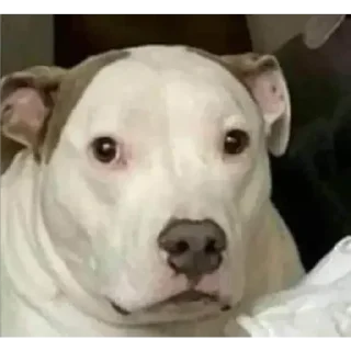 Video sticker 😐 - ᗷY @ahMshY 𓉮 . Funny Animals